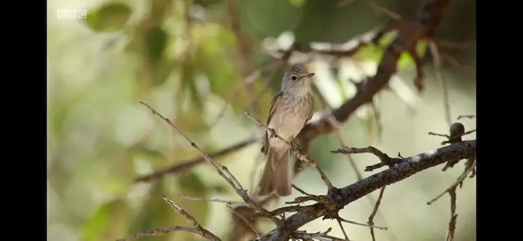 Spotted flycatcher (Muscicapa striata) as shown in Seven Worlds, One Planet - Asia